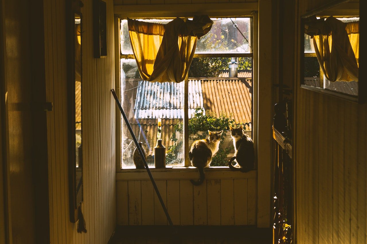 Cats Licking Windows What Are These Furry Cleaners Up To