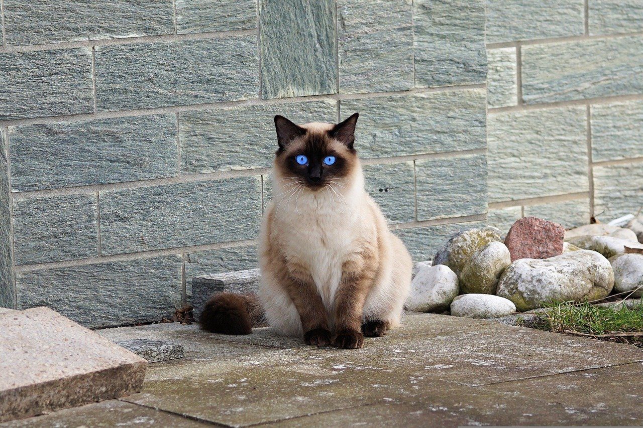 Chocolate Point Siamese Fascinating Facts About This Breed