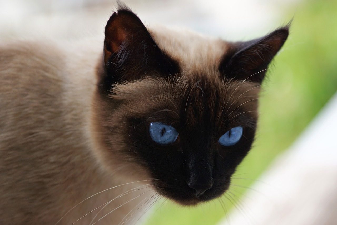 Chocolate Point Siamese Fascinating Facts About This Breed