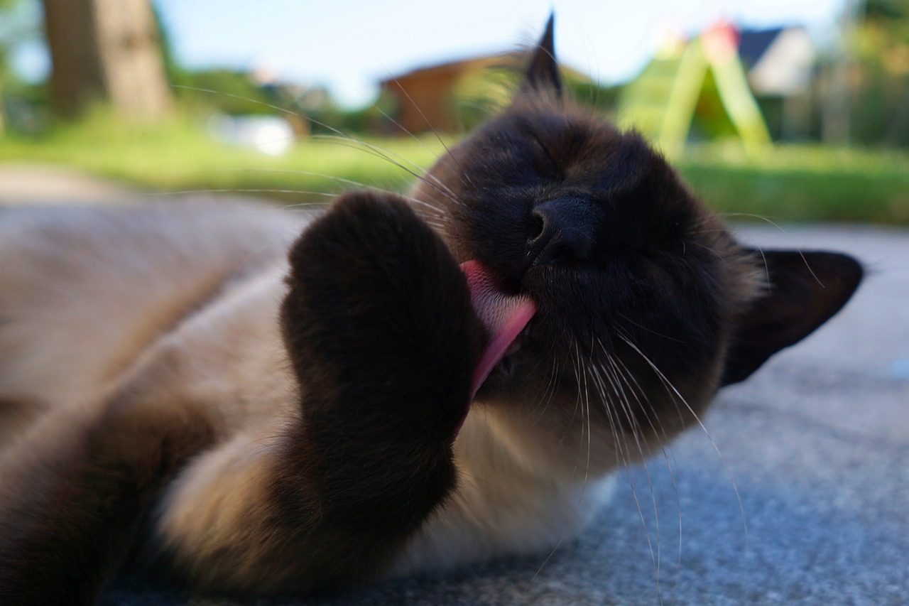 Chocolate Point Siamese Fascinating Facts About This Breed