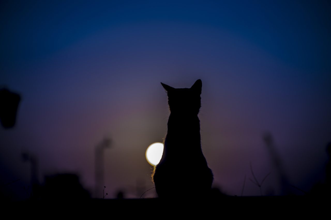 Kedilerin Geceleri Işığa İhtiyacı Var mı? Bu Kadar Parlak Olan Onlar Değil mi?
