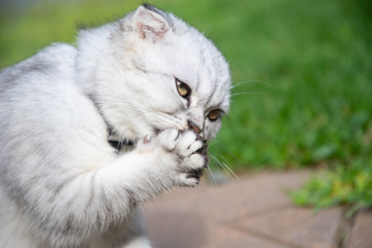 How To Stop A Cat From Licking A Wound: 5 Things That Help