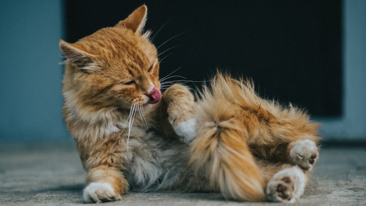 How To Stop A Cat From Licking A Wound 5 Things That Help