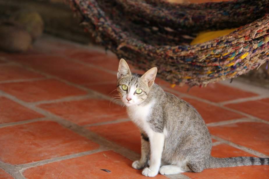 Why Does My Cat Scratch The Floor Before Drinking Water?