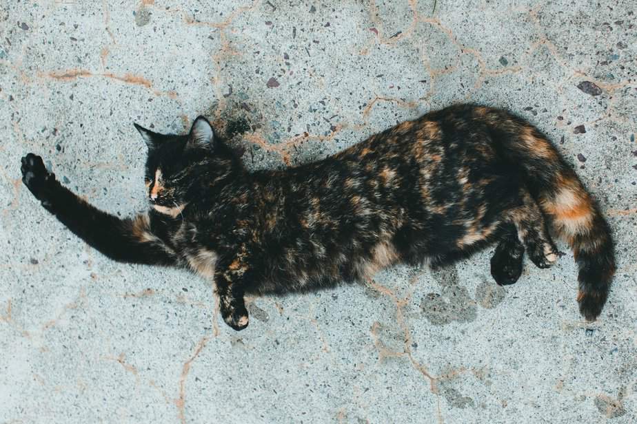 Why Does My Cat Scratch The Floor Before Drinking Water?