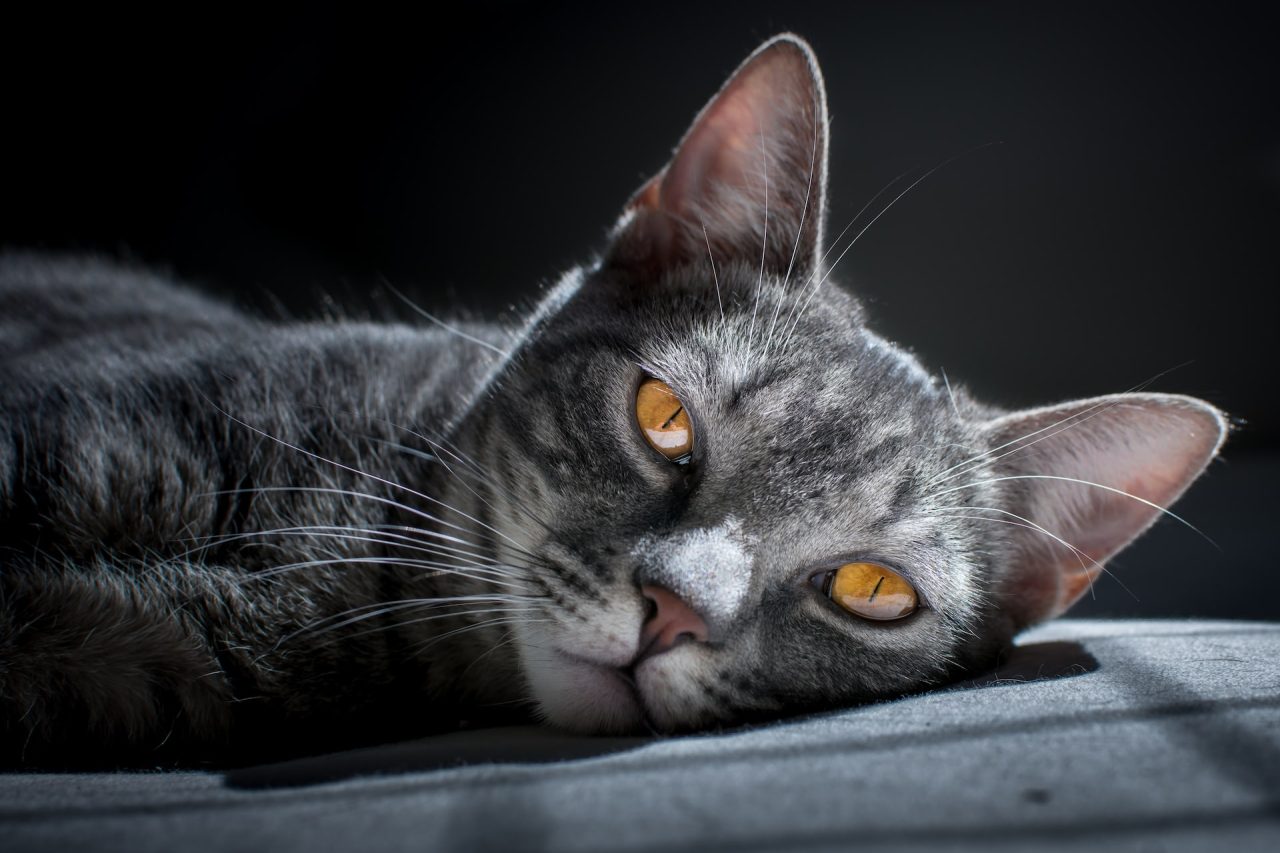 12 Kedi İçinde Ölü Bir Yavru Kedinin En Yaygın Belirtileri