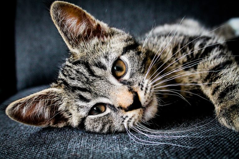 12 Most Common Symptoms Of A Dead Kitten Inside A Cat