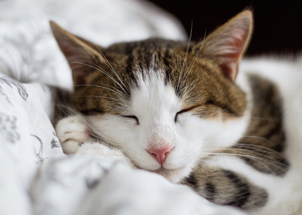 12 Most Common Symptoms Of A Dead Kitten Inside A Cat