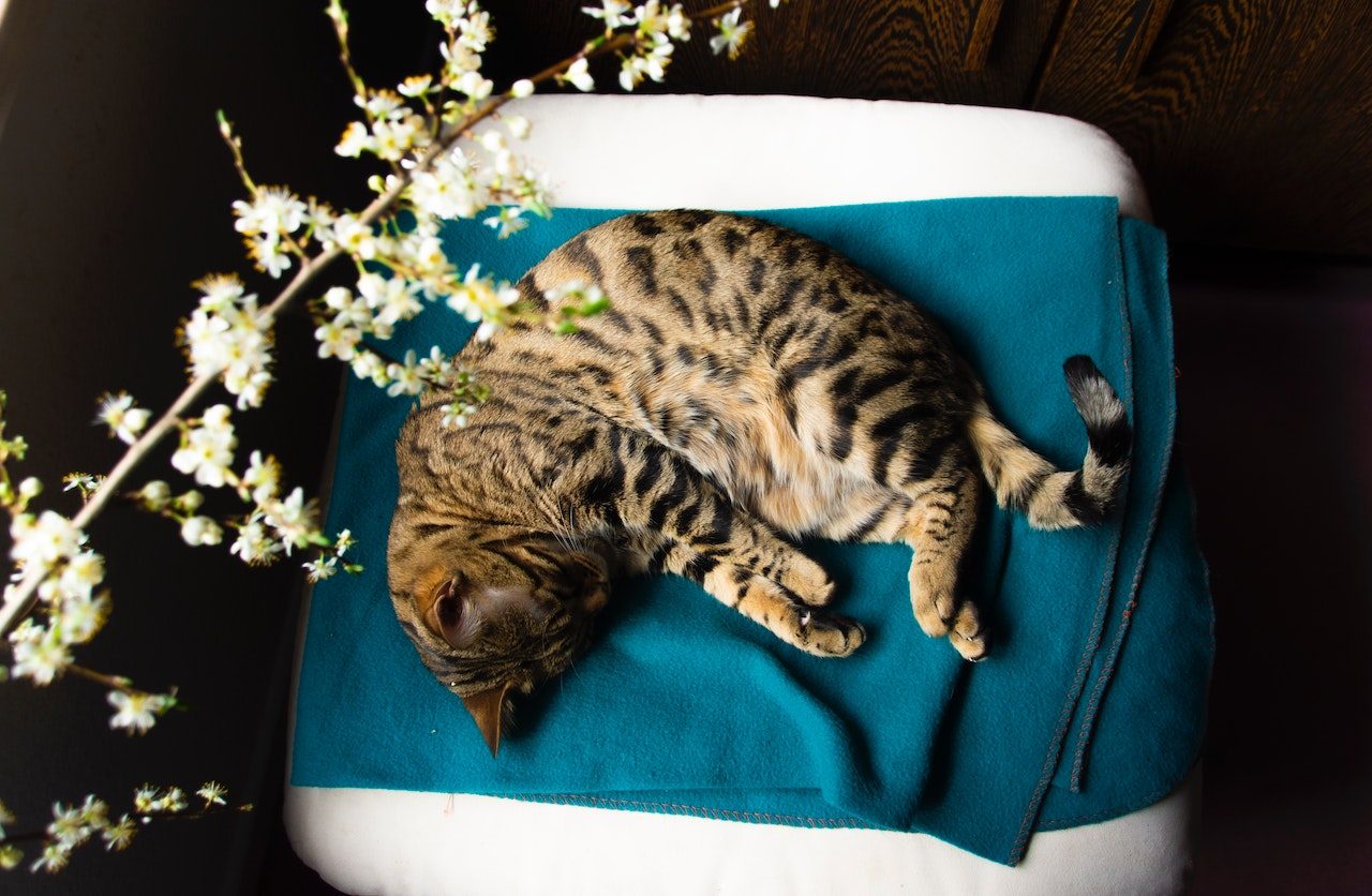 Are Bengal Cats Hypoallergenic Will These Make You Sneeze