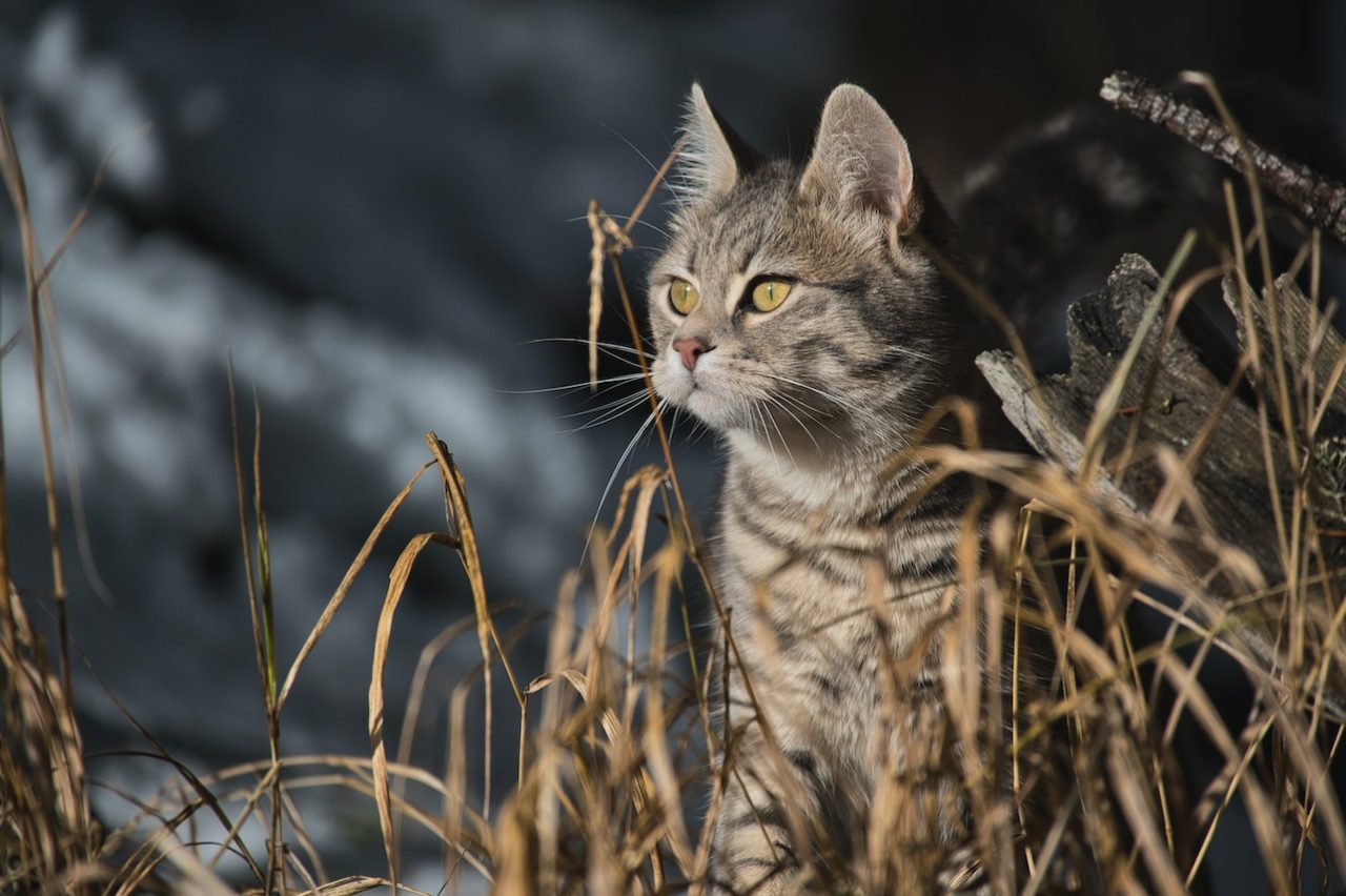 Bengal Kedileri Hipoalerjenik mi Bunlar Sizi Hapşırtır mı