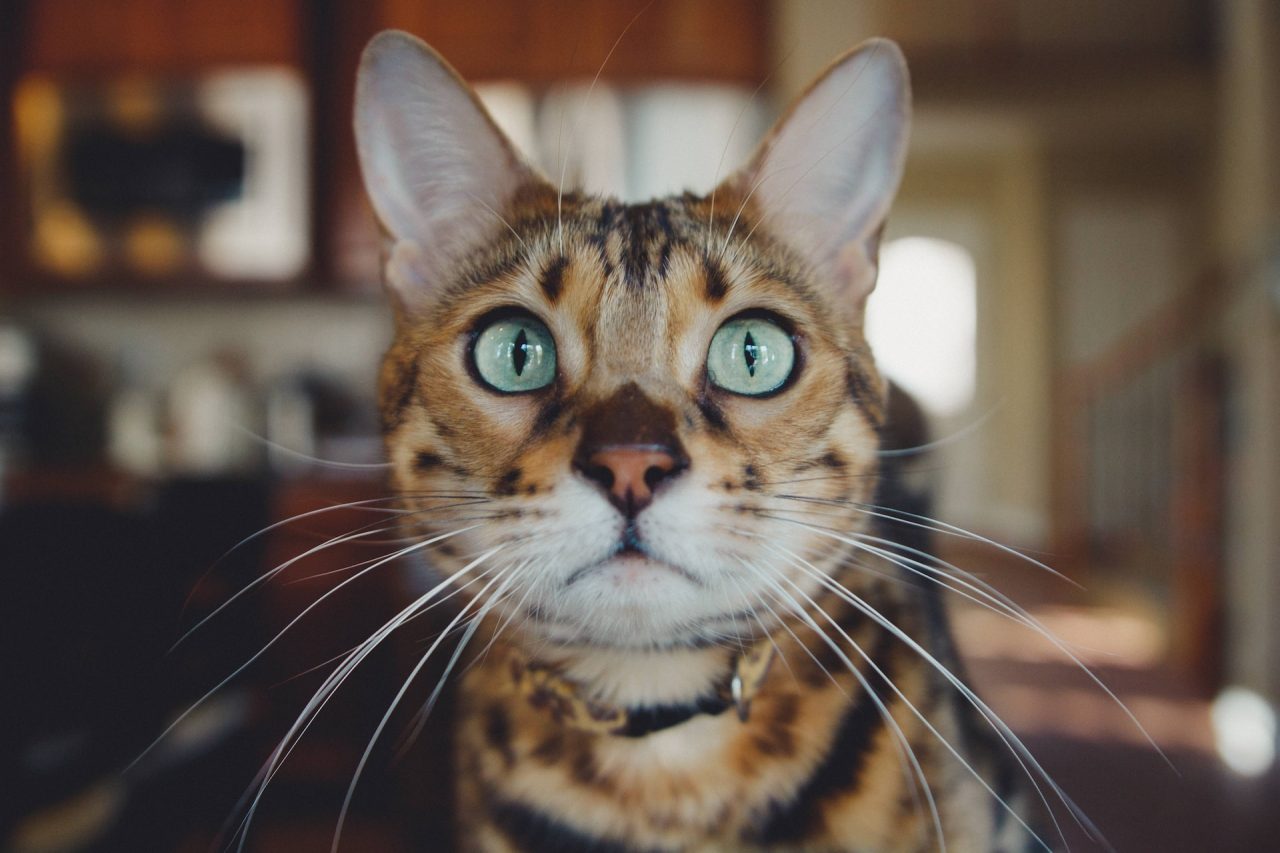 Are Bengal Cats Hypoallergenic Will These Make You Sneeze