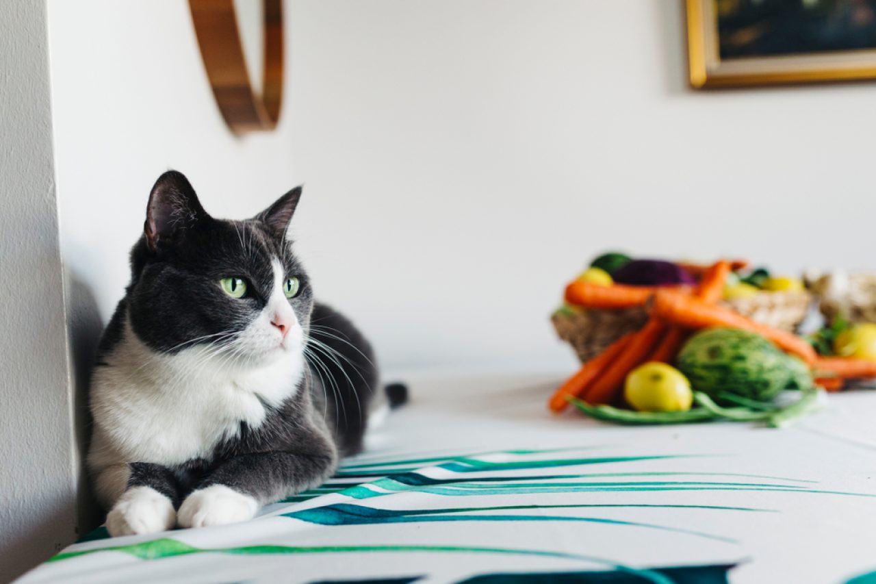 Can Cats Eat Cabbage You Won't Be-Leaf Your Eyes