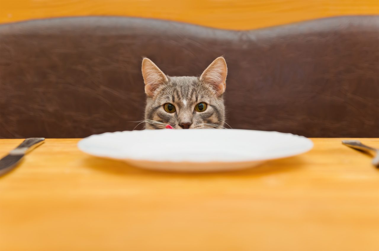Kediler Lahana Yiyebilir mi? Gözlerinizi Kaçırmayın