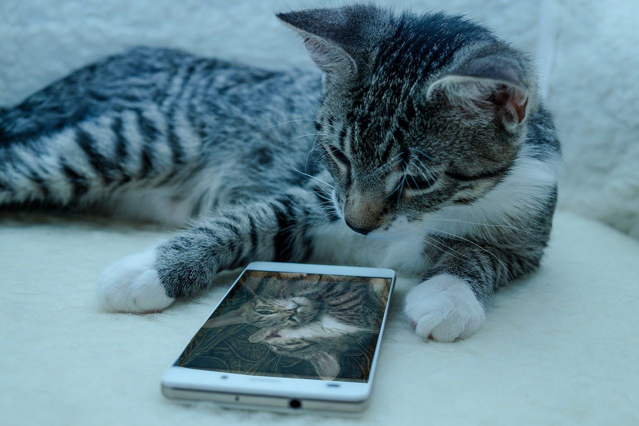 Kediler Telefon Ekranlarını Görebilir mi Mesajlarımızı Okuyorlar mı