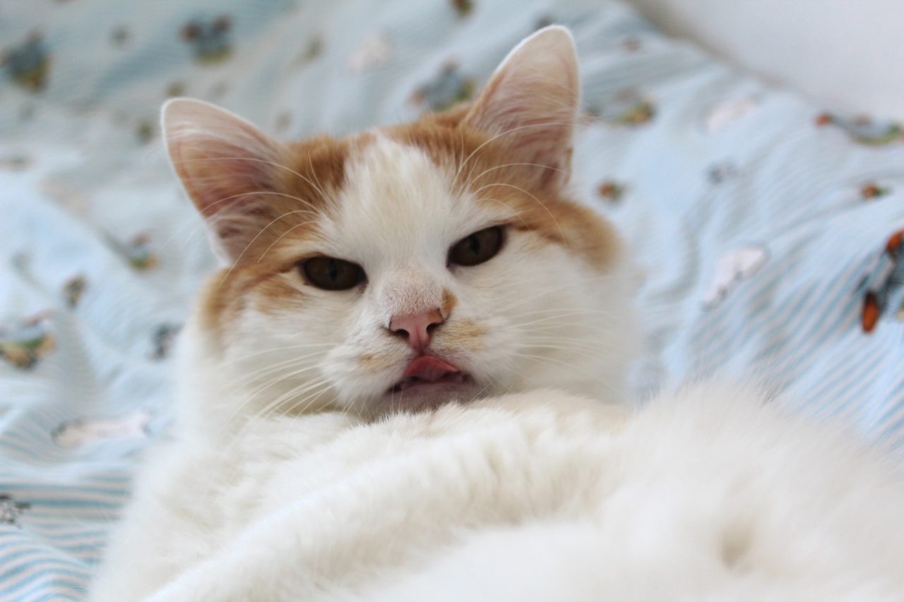 Cat Keeps Licking Lips And Shaking Head: What's Up With That?