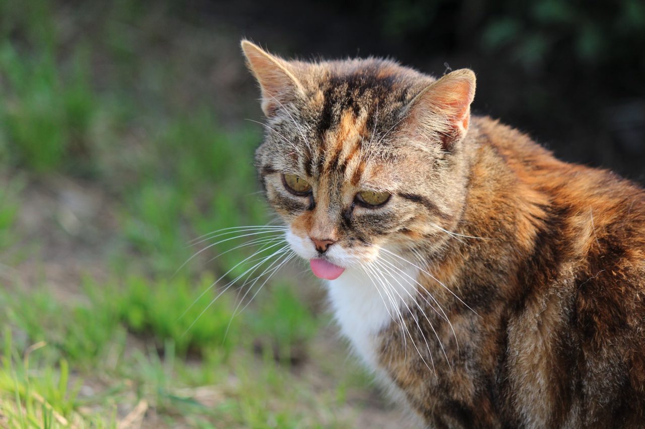 Kedi Dudaklarını Yalayıp Kafasını Sallamaya Devam Ediyor: Bunun Nesi Var?