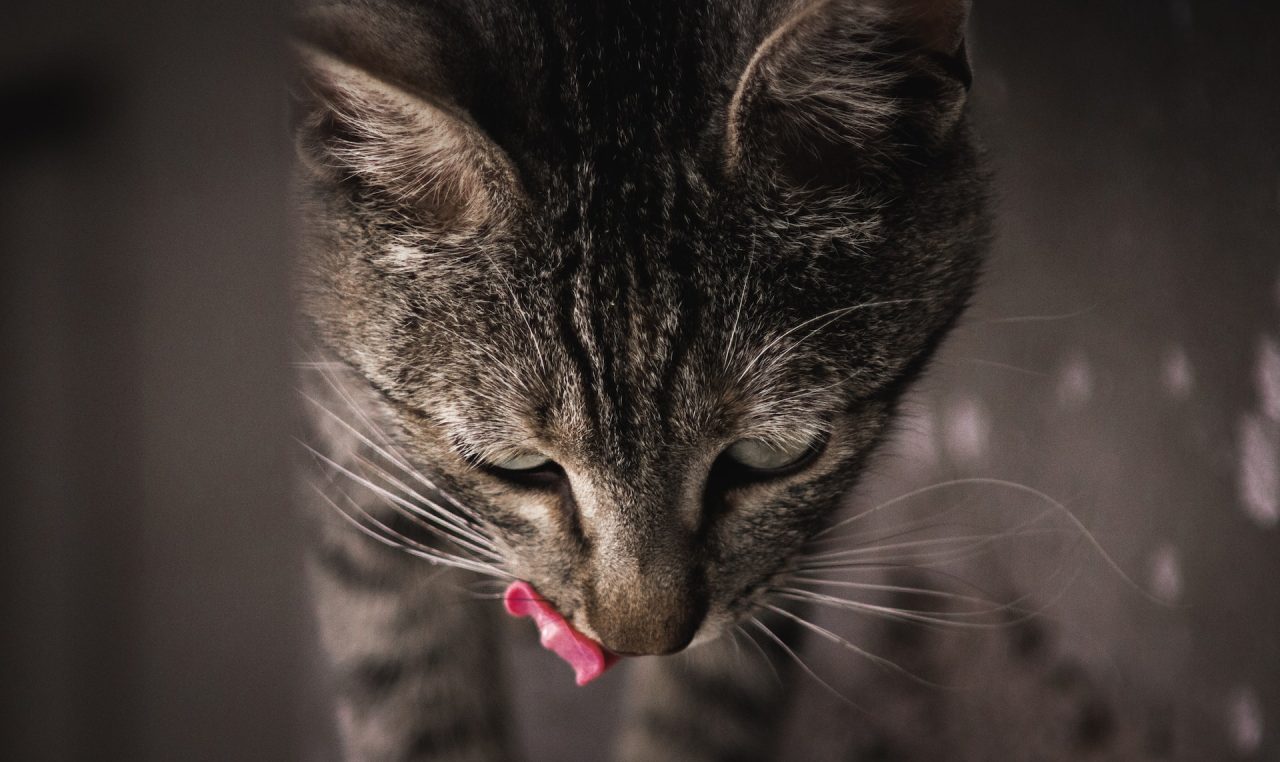Kedi Dudaklarını Yalayıp Kafasını Sallamaya Devam Ediyor: Bunun Nesi Var?