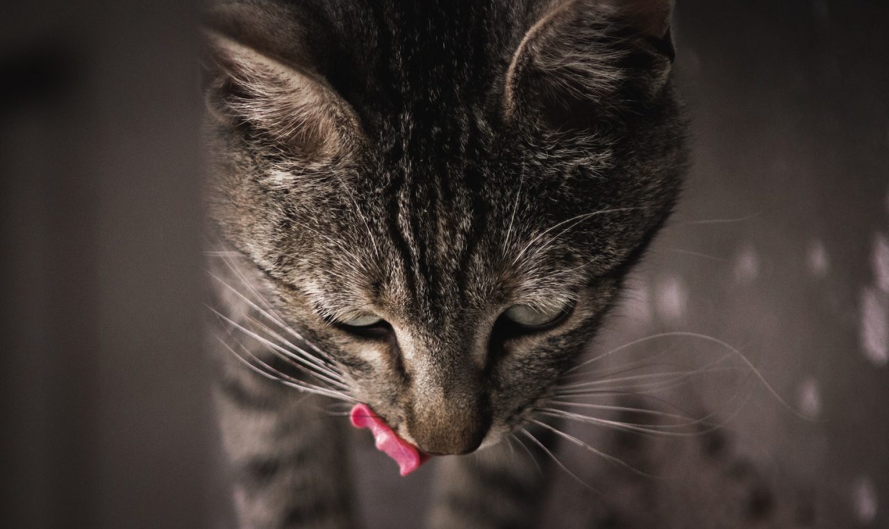 Cat Keeps Licking Lips And Shaking Head: What's Up With That?