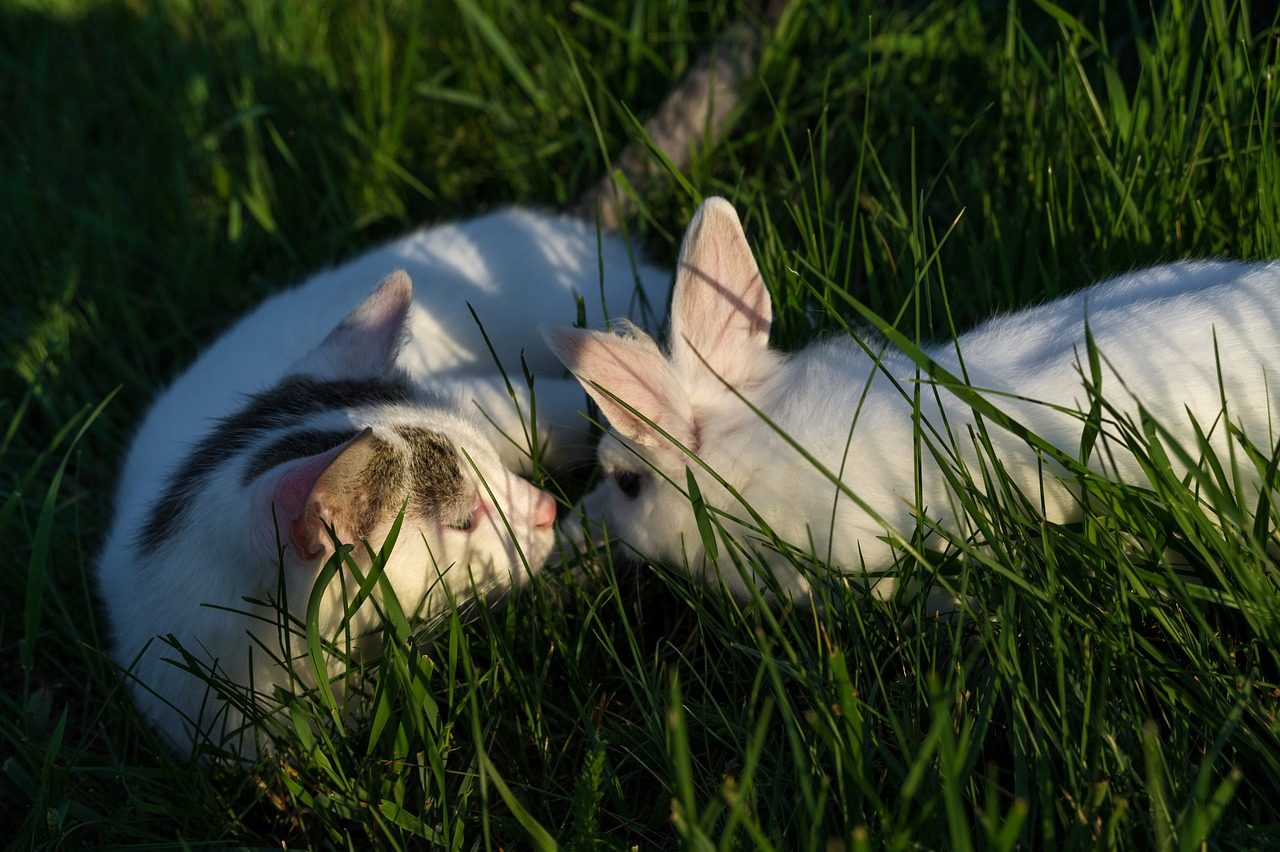 Do Cats Attack Rabbits They Don't Seem To Love Everybunny!