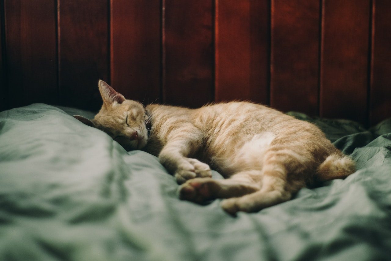 Do Cats Sleep More In Winter? Are They Fans Of "Frozen" Or Not?