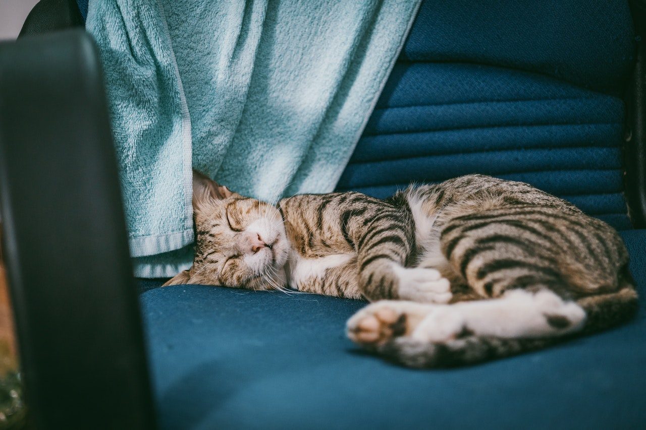 Kediler Kışın Daha mı Çok Uyur? "Frozen" Hayranı mıdırlar, Değil midirler?