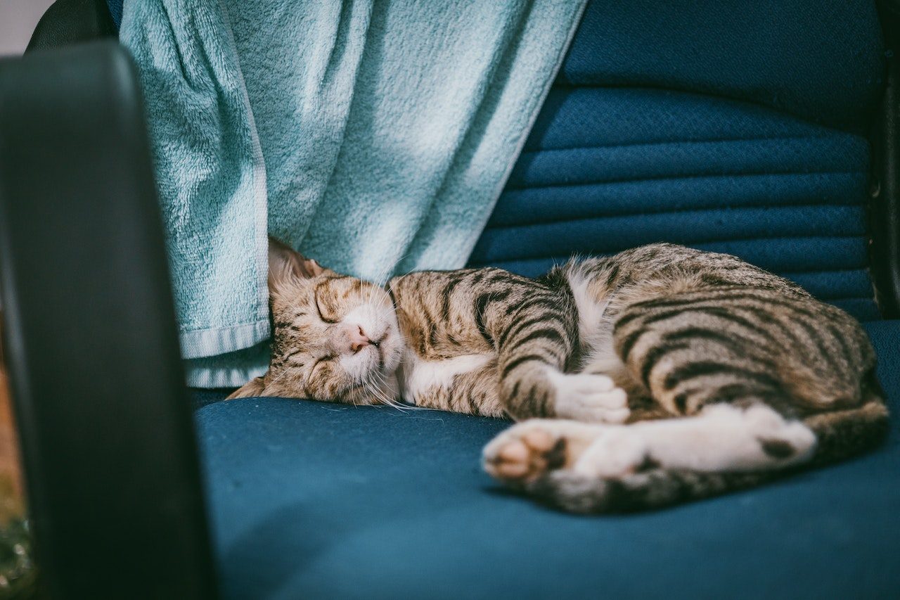 Do Cats Sleep More In Winter? Are They Fans Of "Frozen" Or Not?