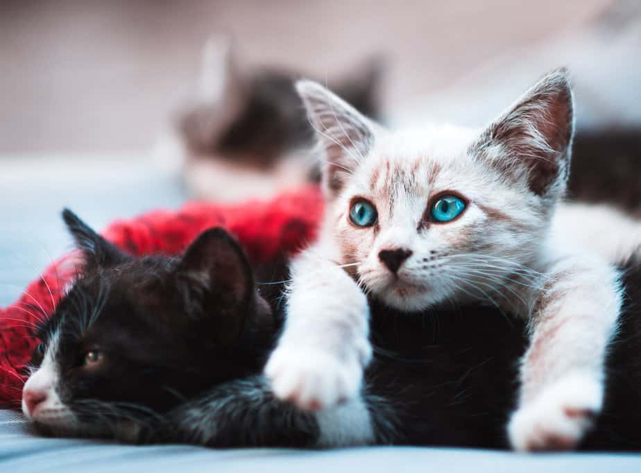 Everything You Need To Know About Separating Bonded Cats