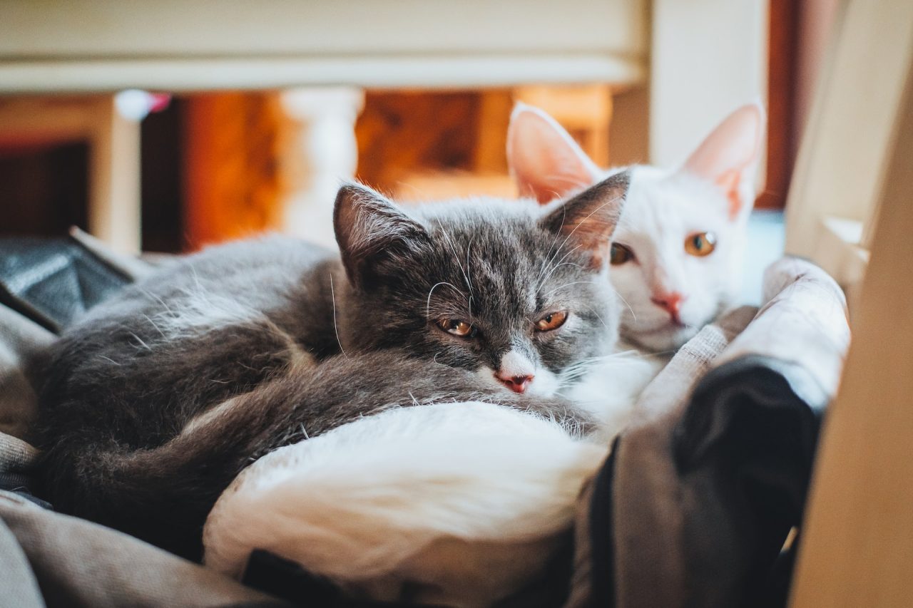 Everything You Need To Know About Separating Bonded Cats