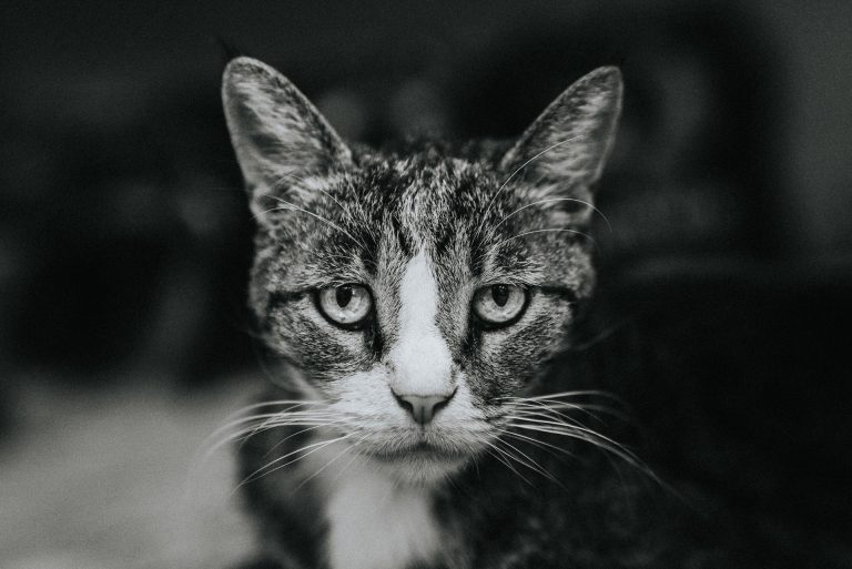 Everything You Need To Know About Separating Bonded Cats