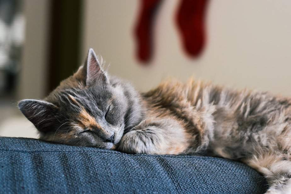 Feline Lymphoma: When To Euthanize A Cat With Cancer?