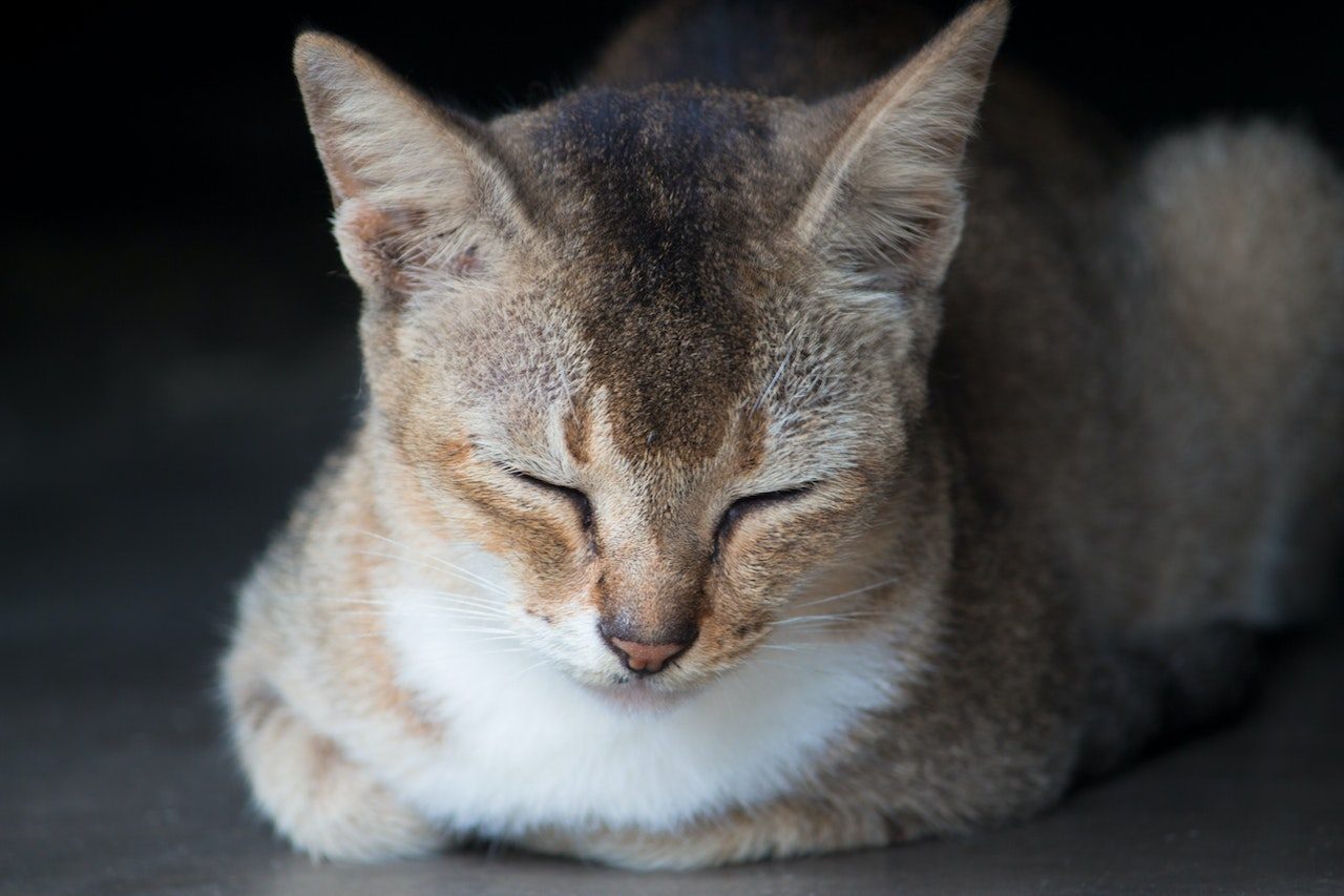 Feline Lymphoma When To Euthanize A Cat With Cancer