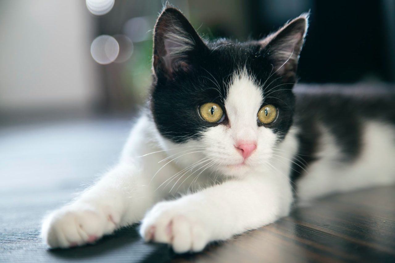 Kedileri Düz Ekran Televizyondan Uzak Tutmak İçin Her Zaman İşe Yarayan 11 İpucu