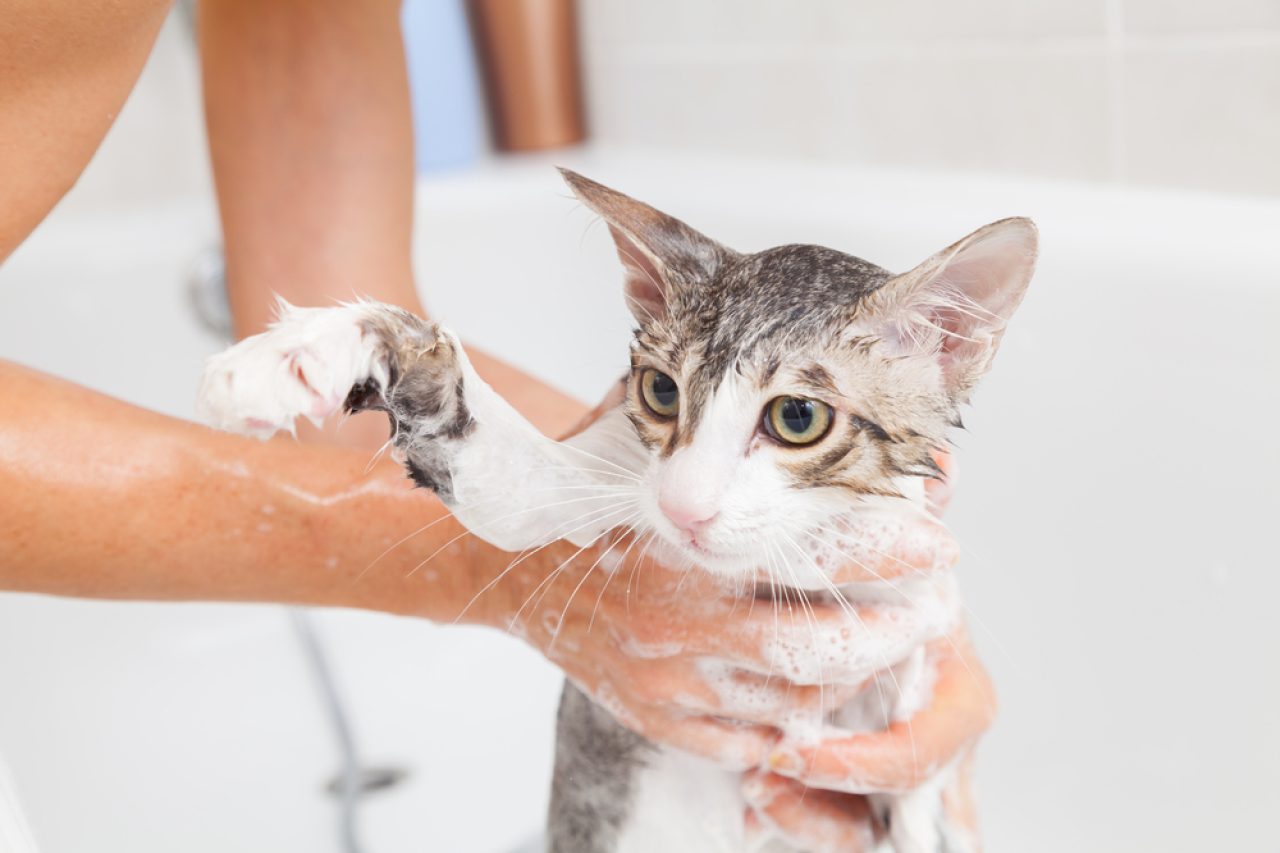 Is Dawn Dish Soap Safe For Cats? Can You Wash Her With It?