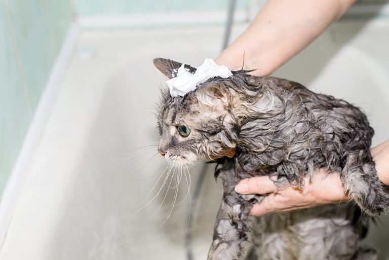 Is Dawn Dish Soap Safe For Cats? Can You Wash Her With It?