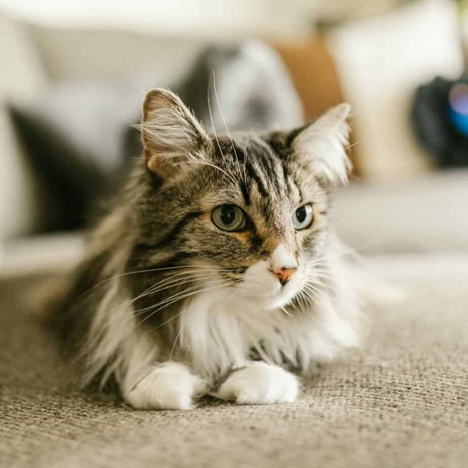 Maine Coon Tabby Cross: The Best Of Both Worlds