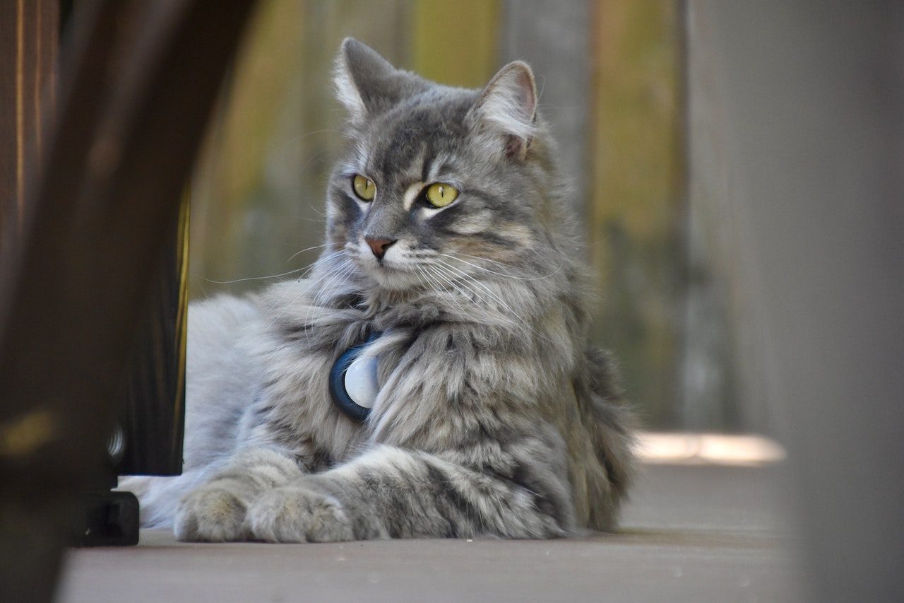 Maine Coon Tabby Cross The Best Of Both Worlds