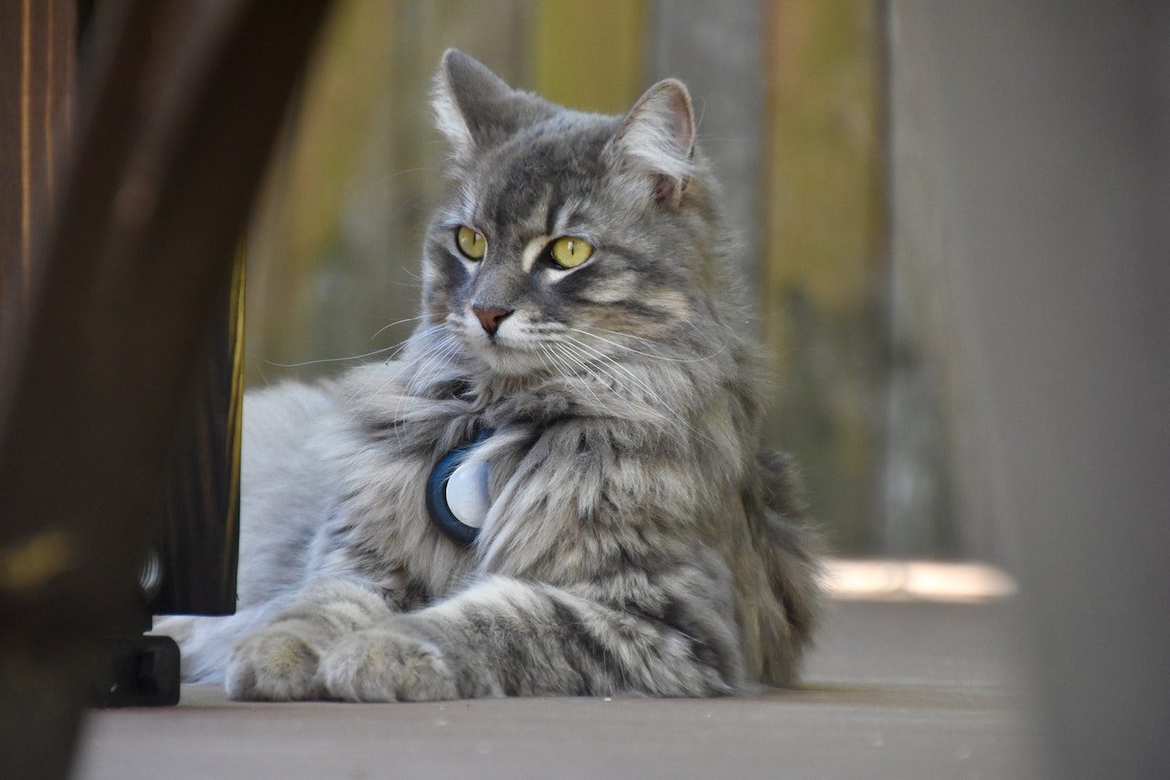 Maine Coon Tabby Cross Her İki Dünyanın En İyisi