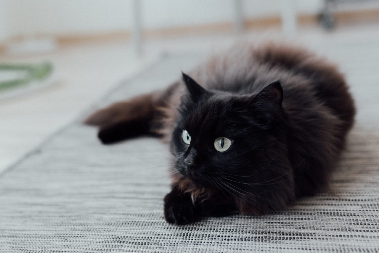 Maine Coon Tabby Cross Her İki Dünyanın En İyisi