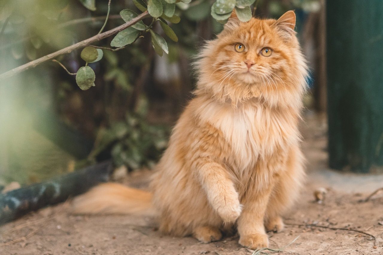 Maine Coon Tabby Cross The Best Of Both Worlds