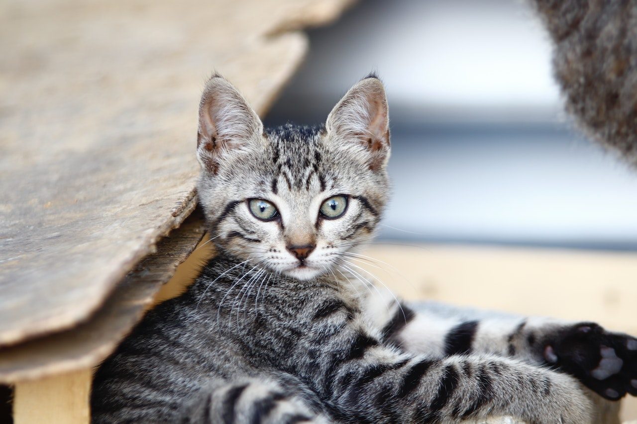 Maine Coon Tabby Cross Her İki Dünyanın En İyisi