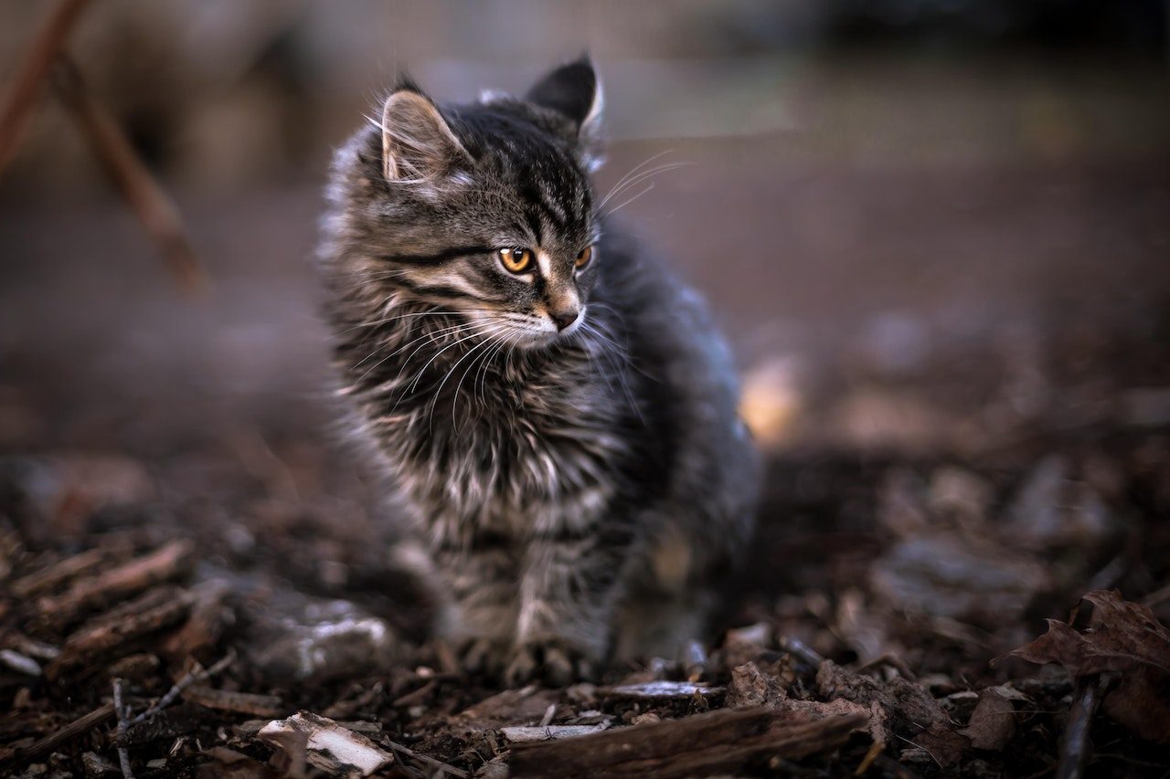 Maine Coon Tabby Cross The Best Of Both Worlds