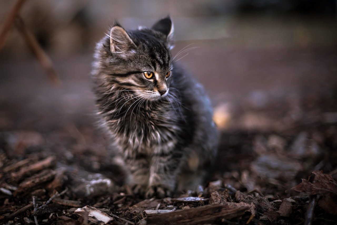 Maine Coon Tabby Cross Her İki Dünyanın En İyisi