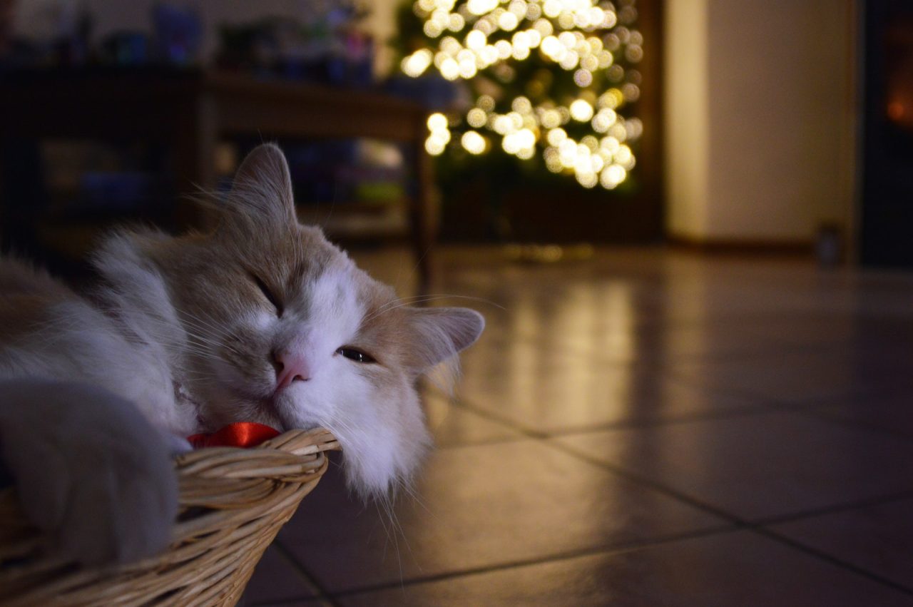 Is Your Cat Peeing On The Bathroom Rug? One "Unhappee" Story