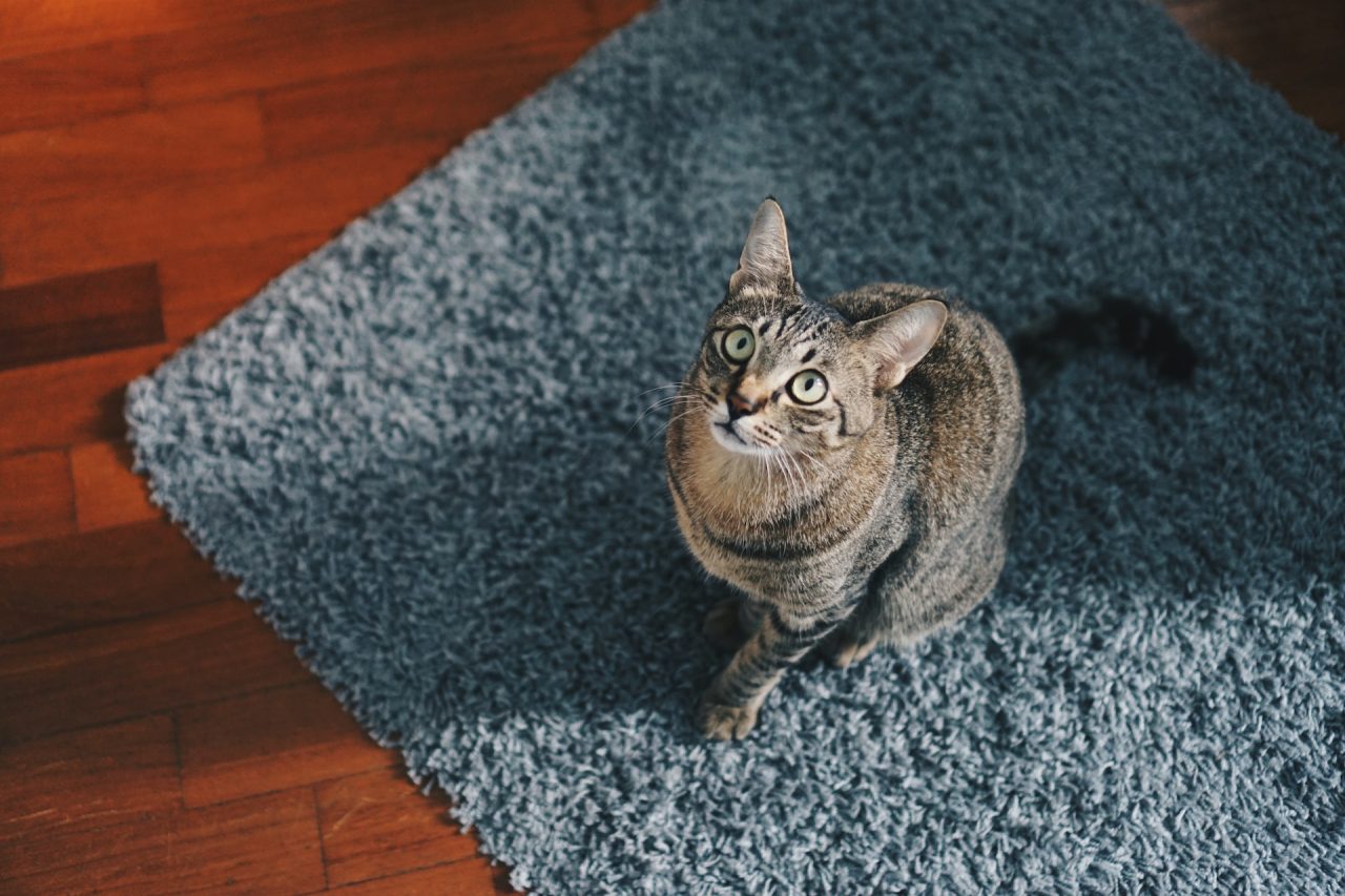 Is Your Cat Peeing On The Bathroom Rug? One "Unhappee" Story