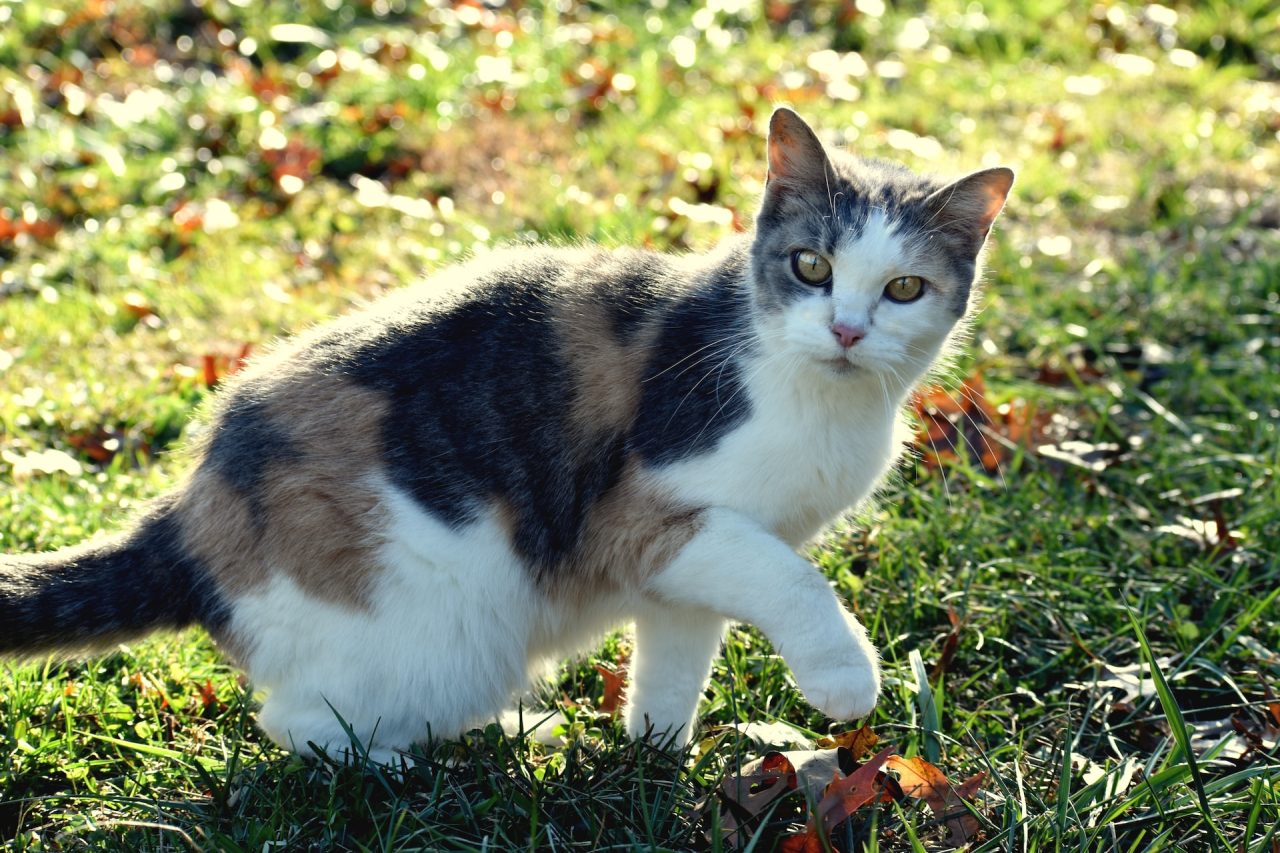 My Cat Is Walking Low To The Ground Why Is She Crouching