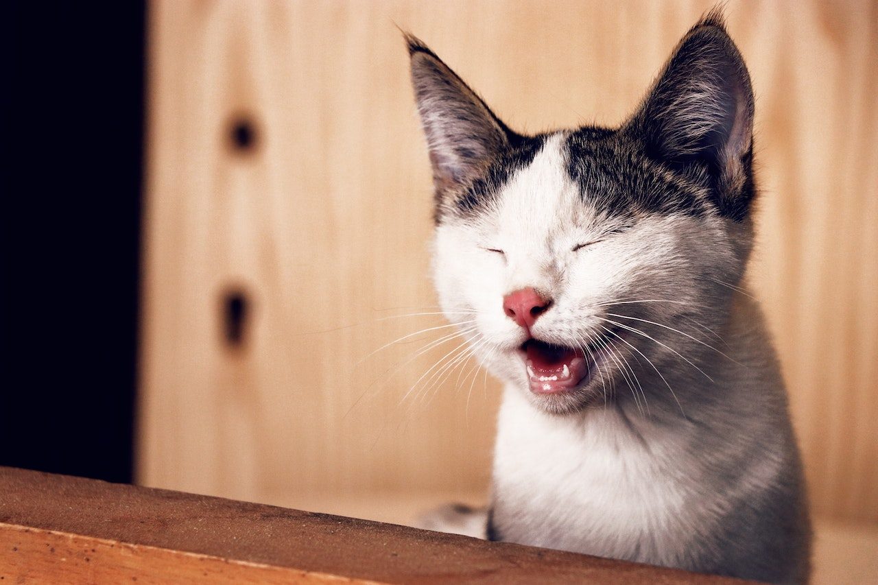 Kedim Kaka ile Oynuyor: 5 Olası Neden