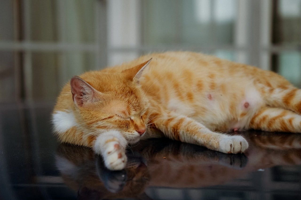 Turuncu Maine Coon Bu Güzel Devler Hakkında Her Şey