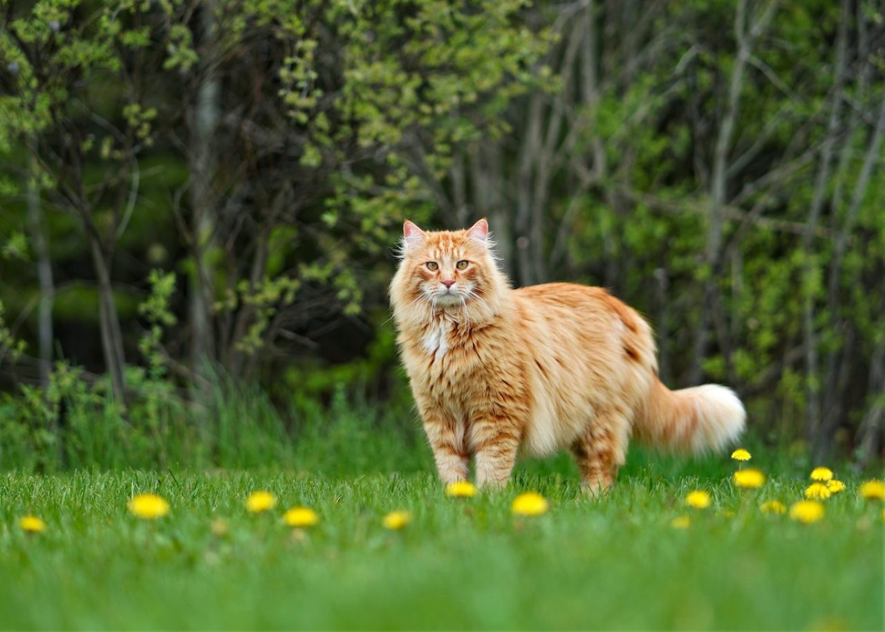 Turuncu Maine Coon Bu Güzel Devler Hakkında Her Şey