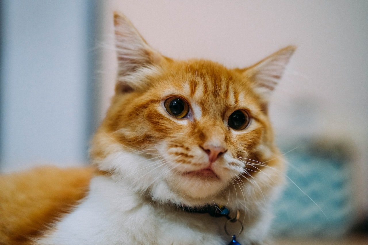 Orange Maine Coon All About These Beautiful Giants