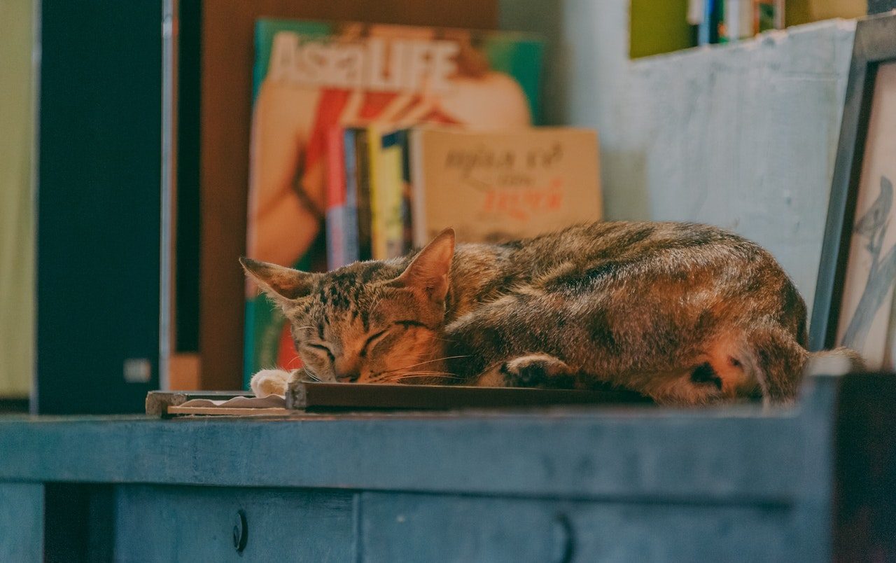 Why Do Cats Cover Their Faces When They Sleep? Cute Or?